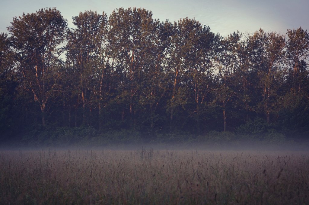 Forest. Fog. Insp.