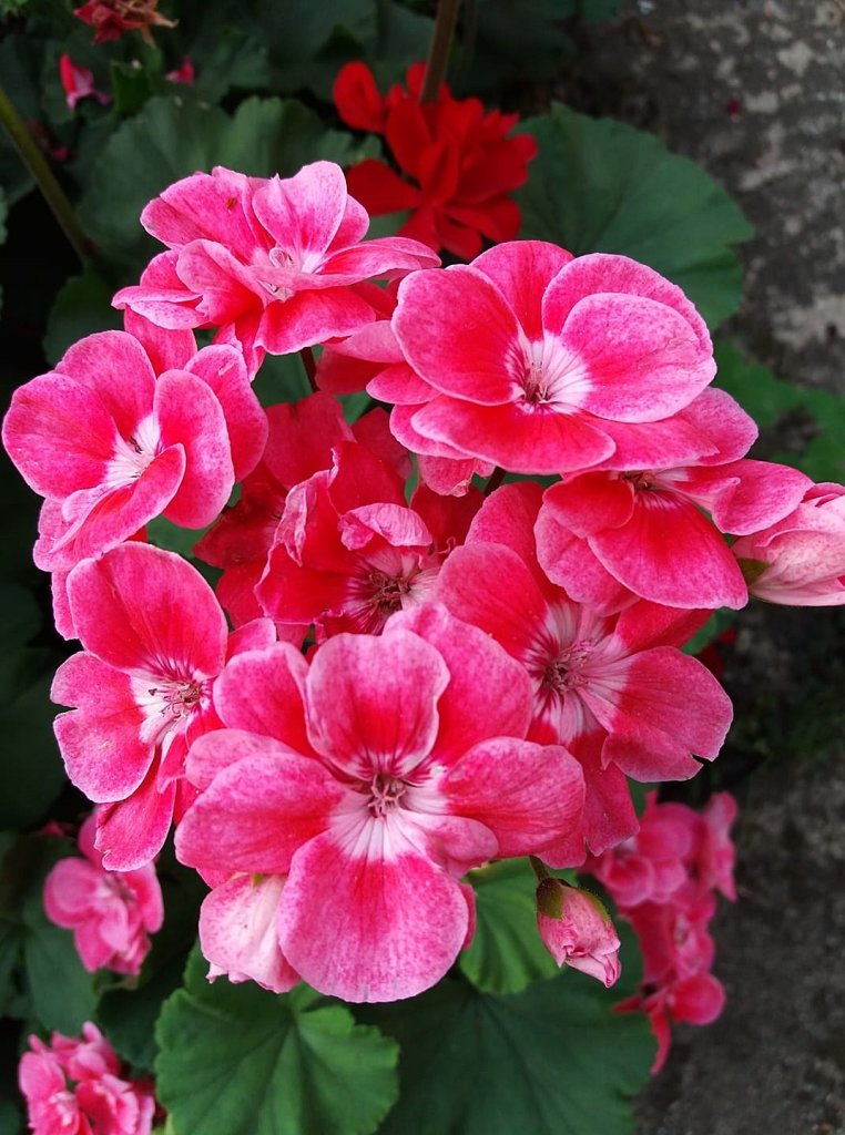 pelargonie w penym rozkwicie!!!