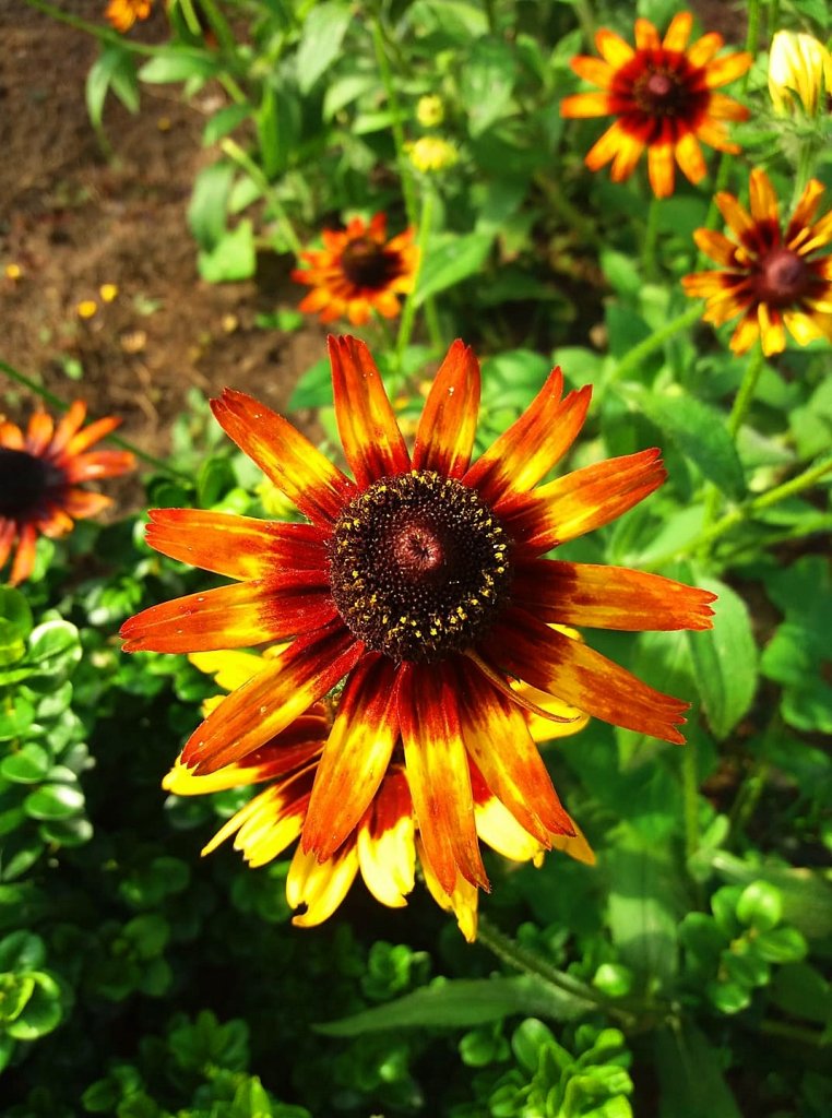 Rne oblicza rudbekii !!!