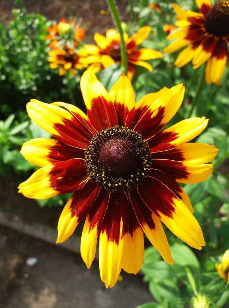 rudbekia w rnych odsonach