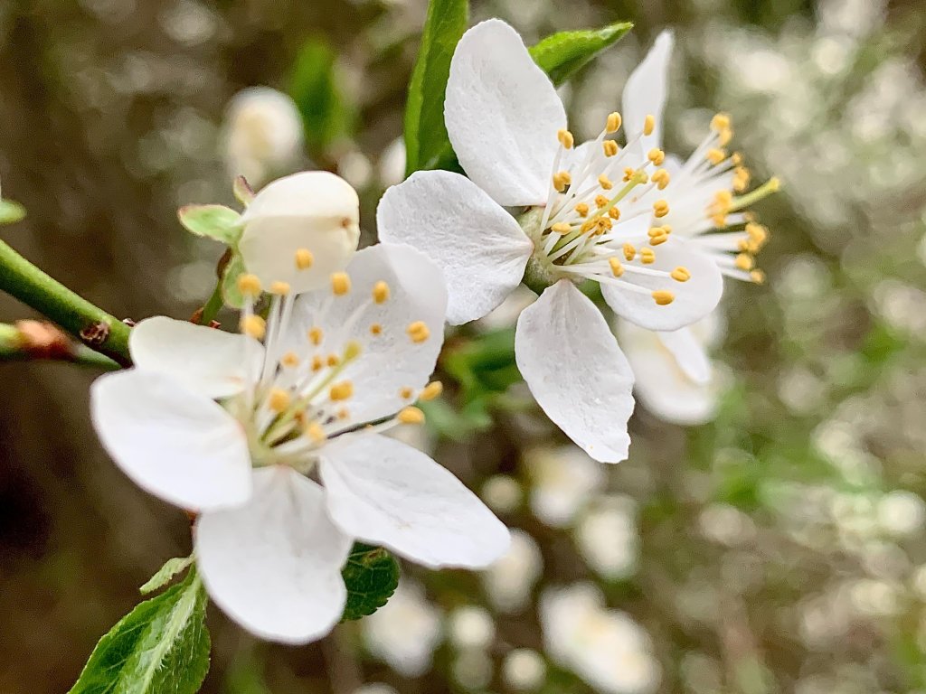 nieno-biae makro, wiosna