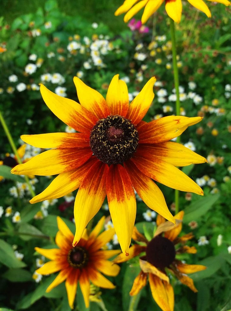 Rudbekia