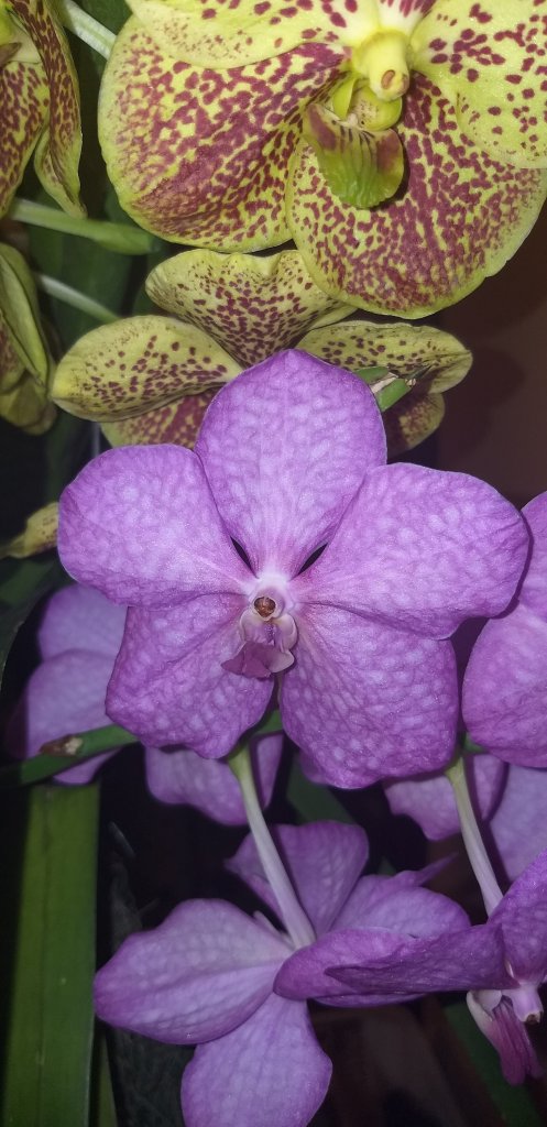 Vandzie.
