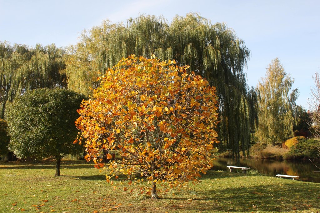 Tczew - Osiedle Witosa