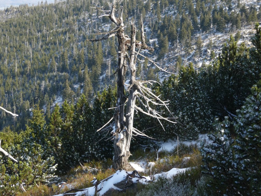 Samotnik