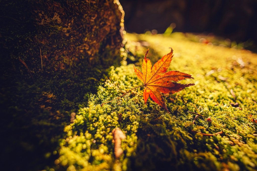 Autumn. Insp. ^^