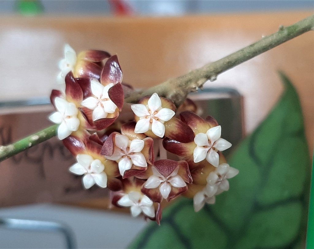 Hoya.