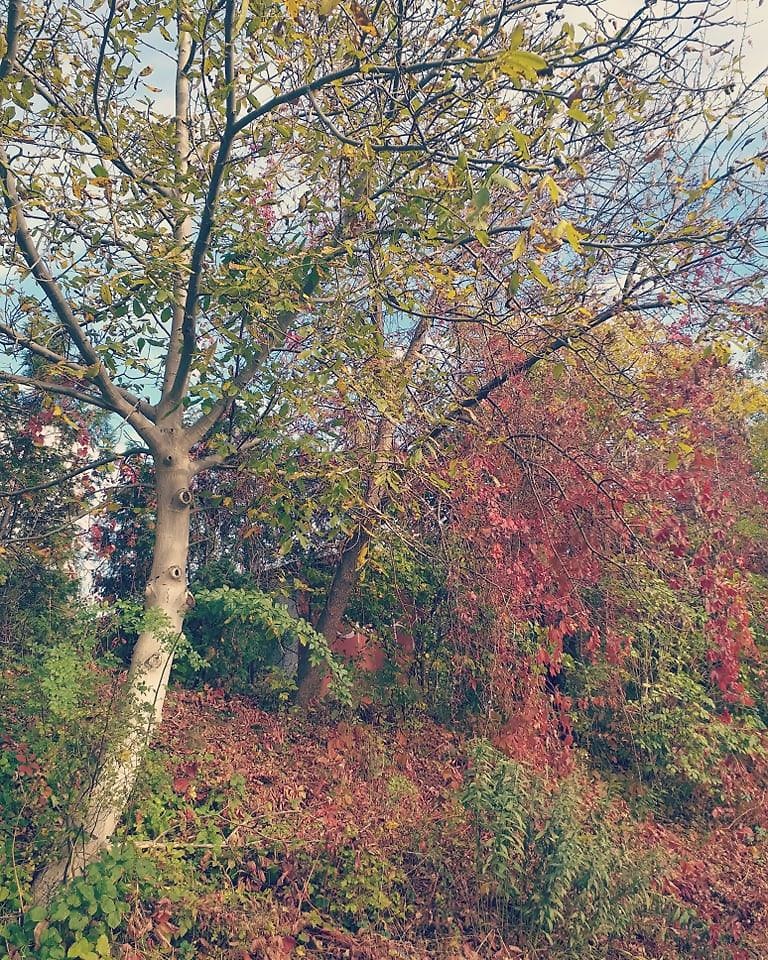 1135.