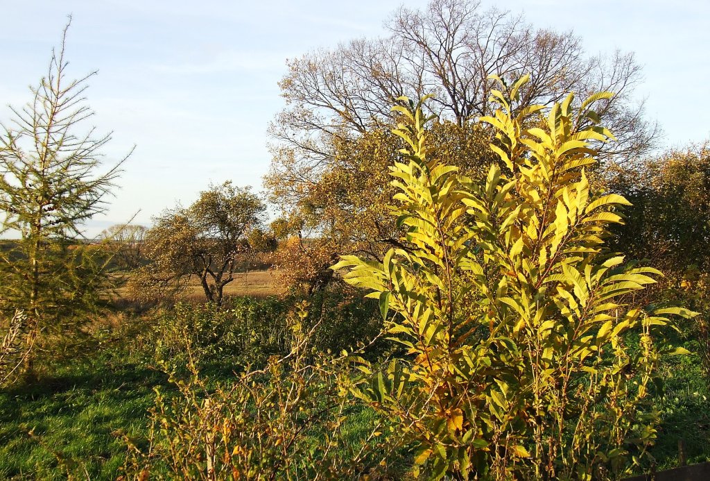 Koniec padziernika.