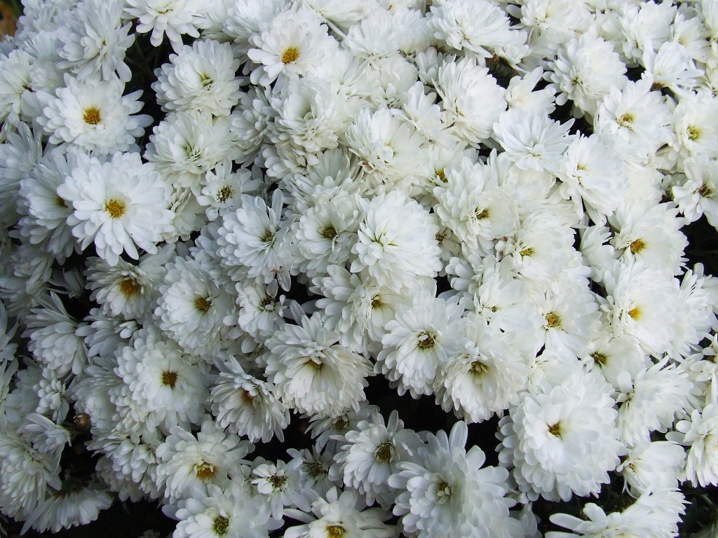 Chryzantemy.