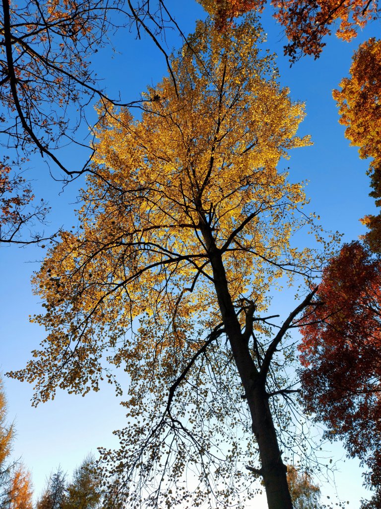 Colors of Fall