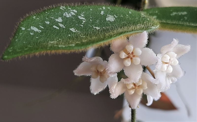 Hoya thomsonii.