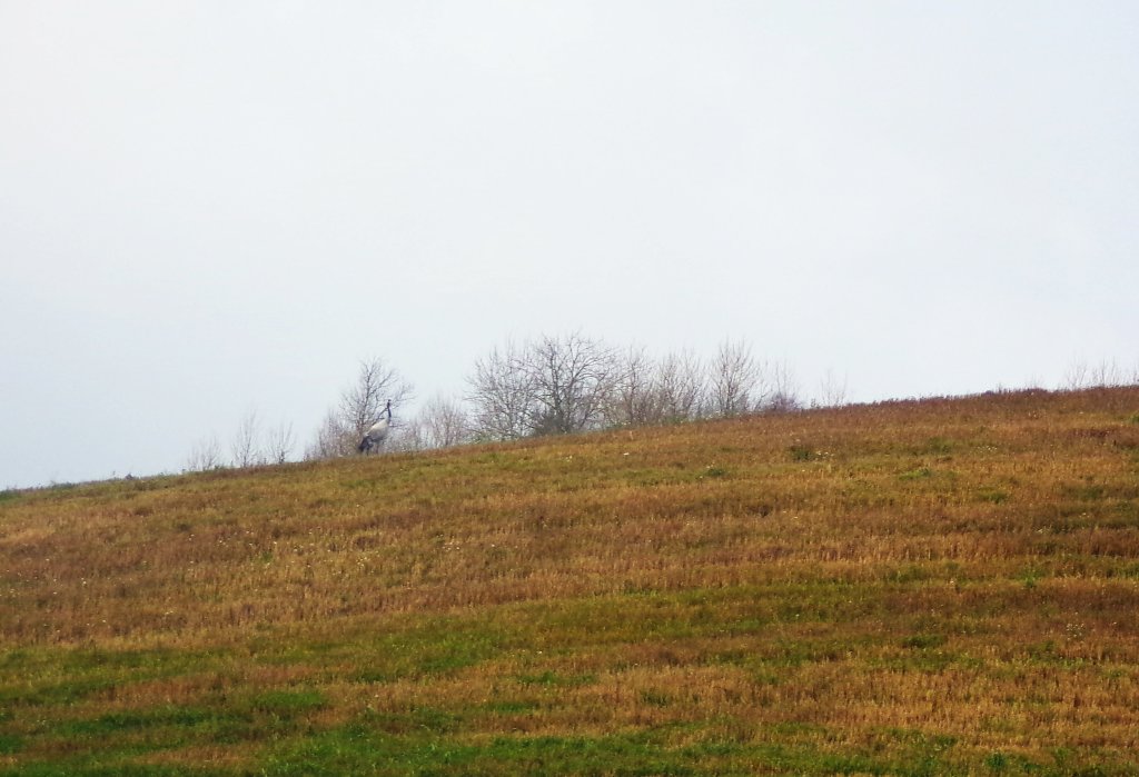 Samotnik.