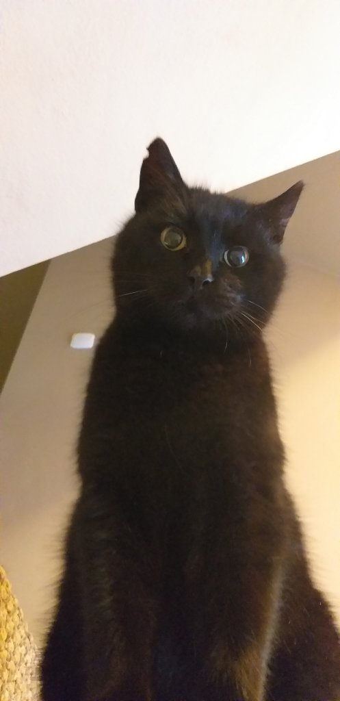 Kocio.