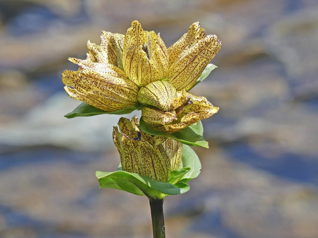 Goryczka kropkowana