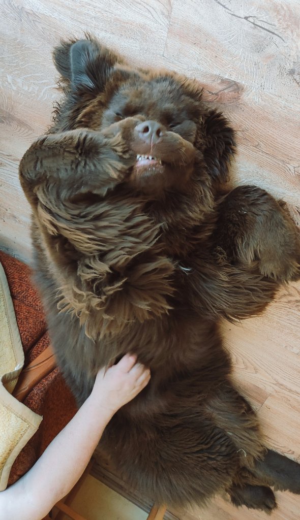 Gremlin Kapsel