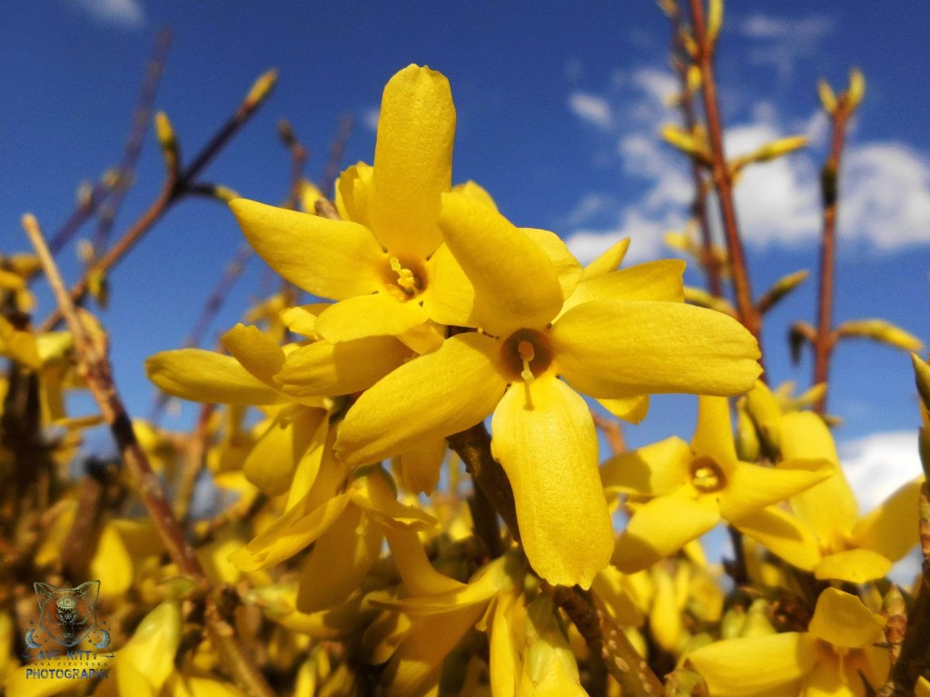 FORSYCJE