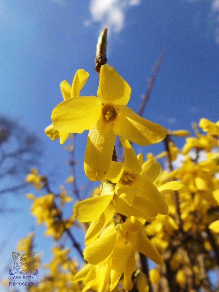 FORSYCJE