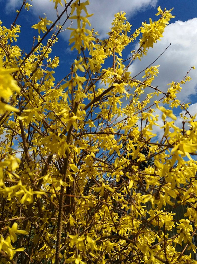 Forsycja na tle nieba!
