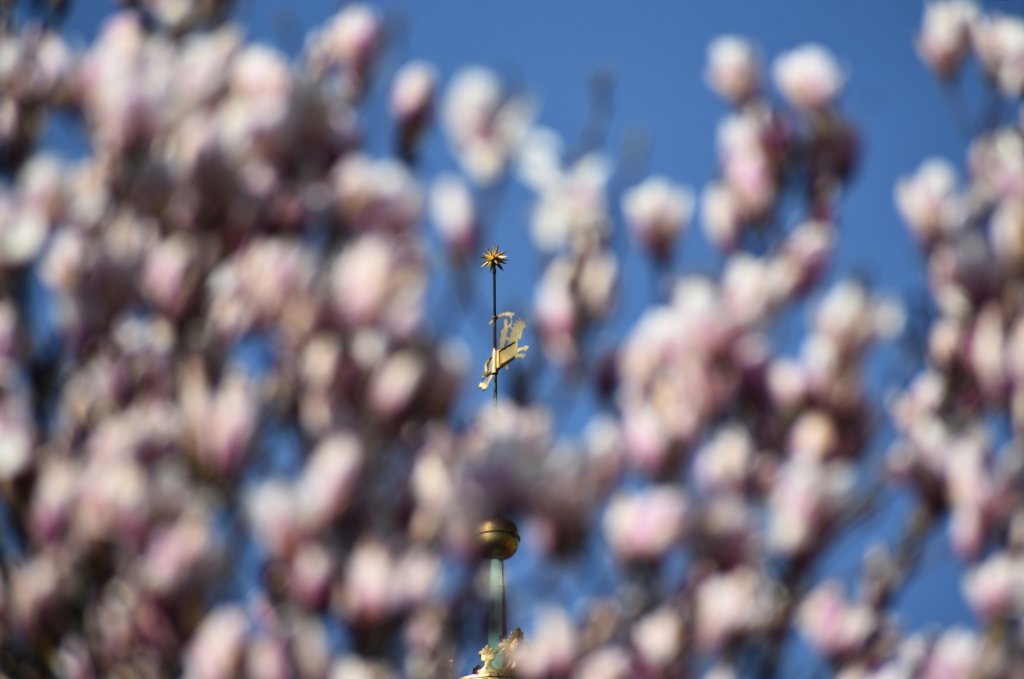 Czas Magnolii