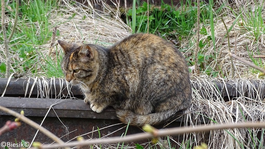 Kotek kolejowy.