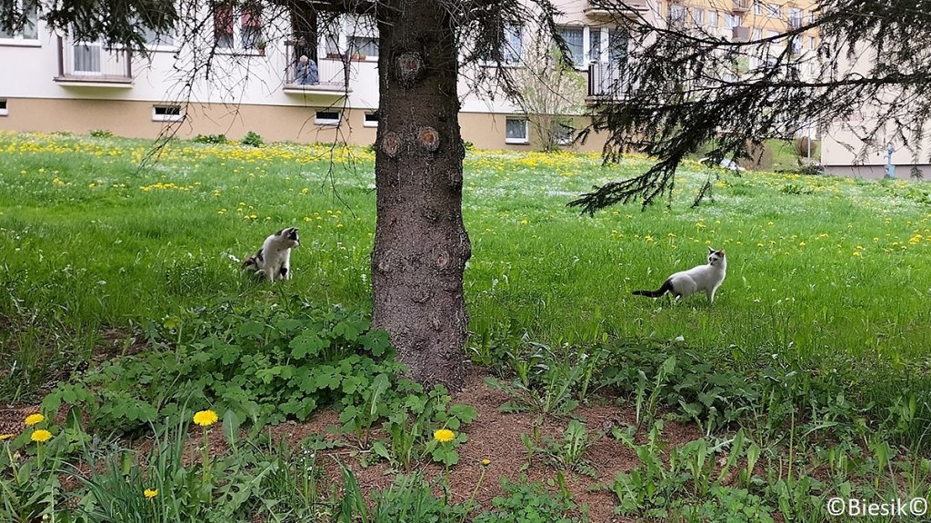 No idziesz, czy nie?