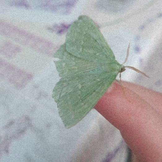 Seledynowa wariacja 