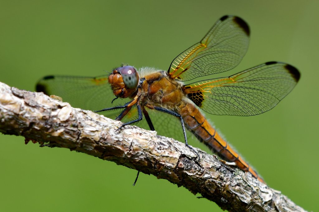 Waka