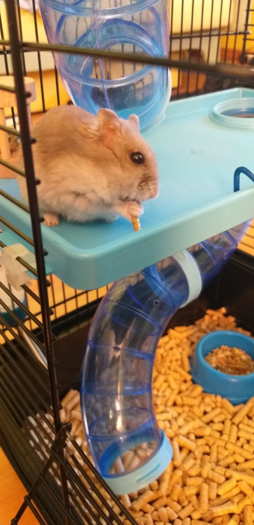 nieyczka