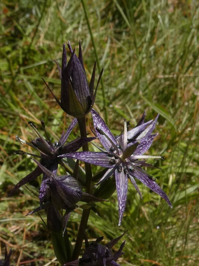 nie ogrodowe