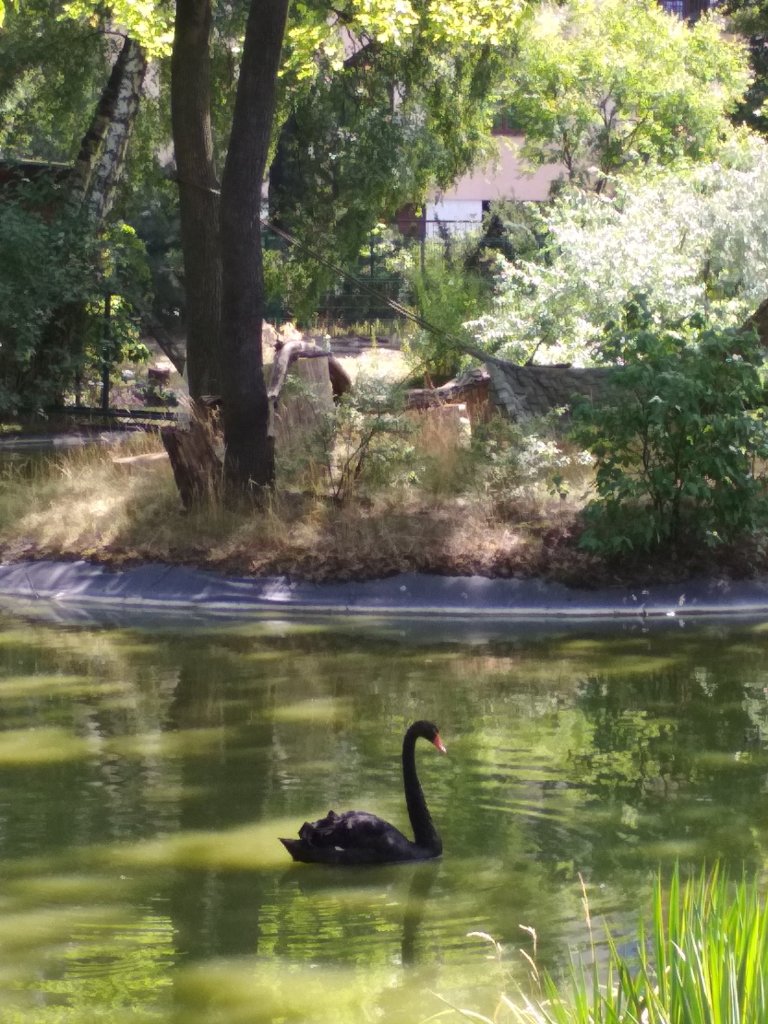 Black Swan