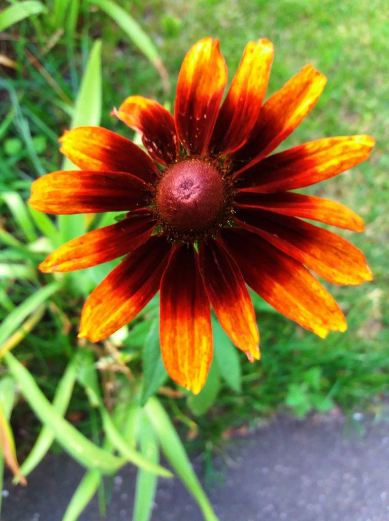 rudbekia