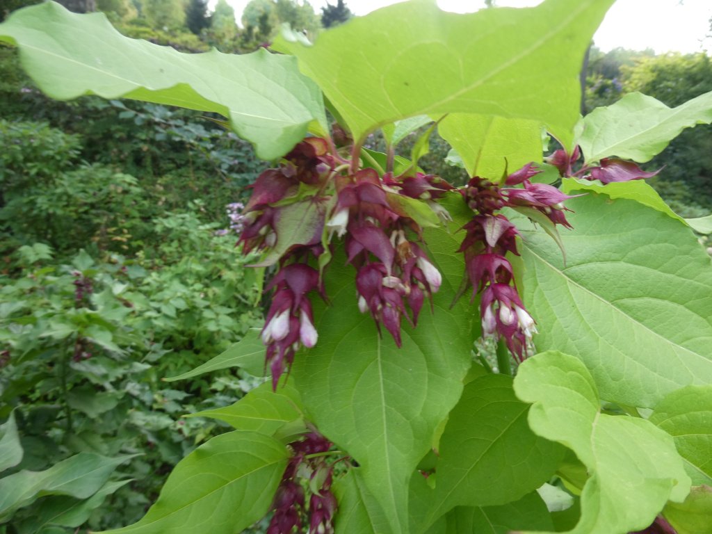 lejcesteria pikna