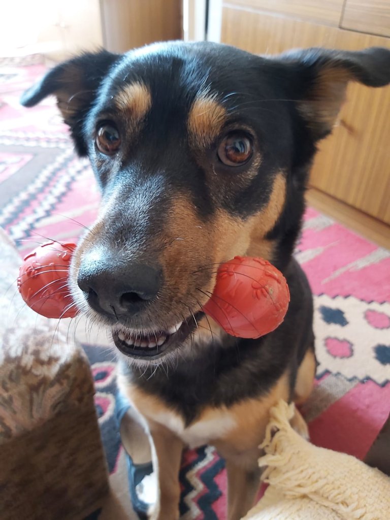 Zoba zoba zabawula&#10084;