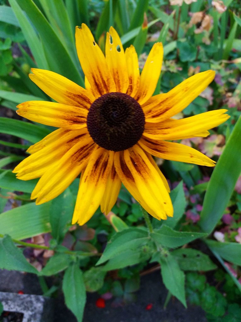 rudbekia...