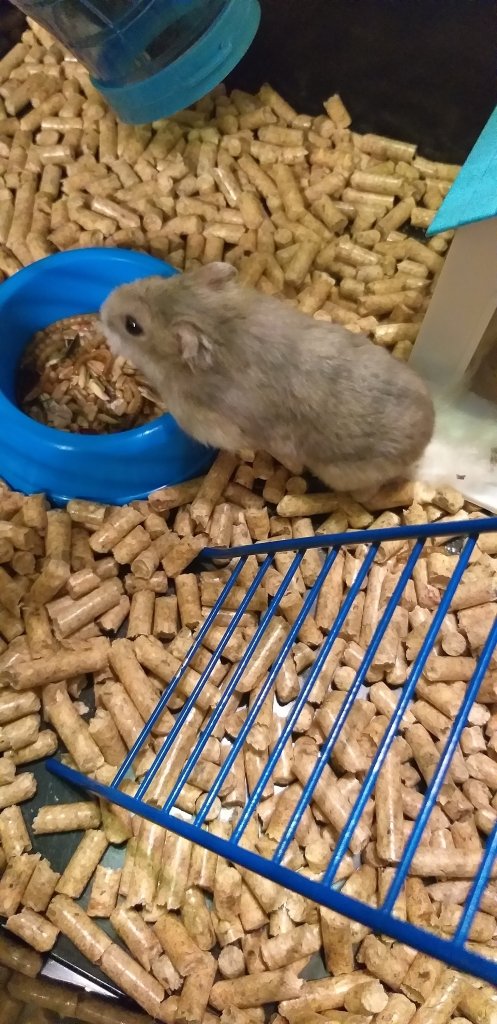 P p.
