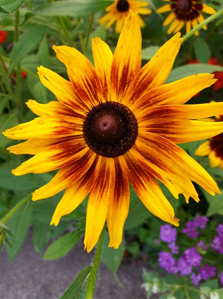 rudbekia....