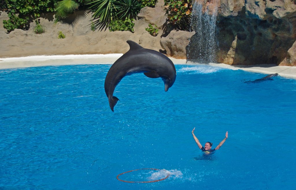 W delfinarium