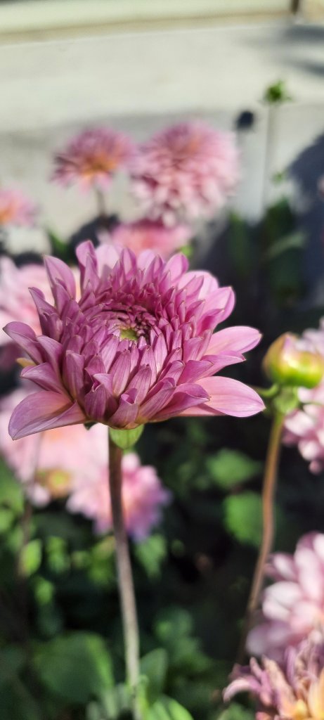 Flowers.
