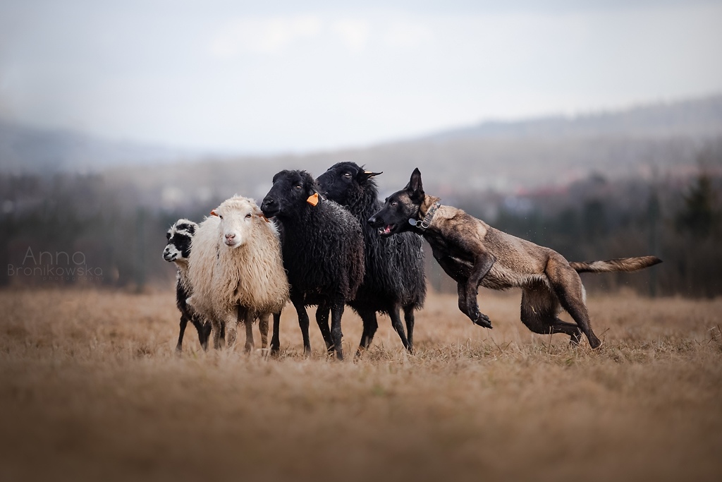 Working malinois