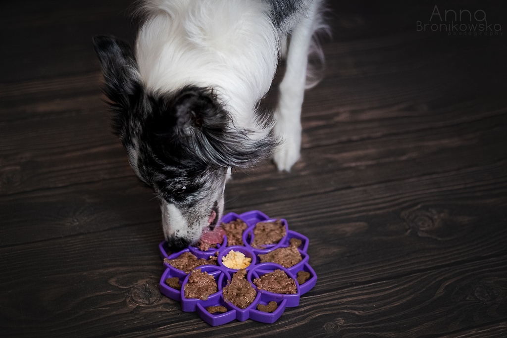 Soda Pup Mandala