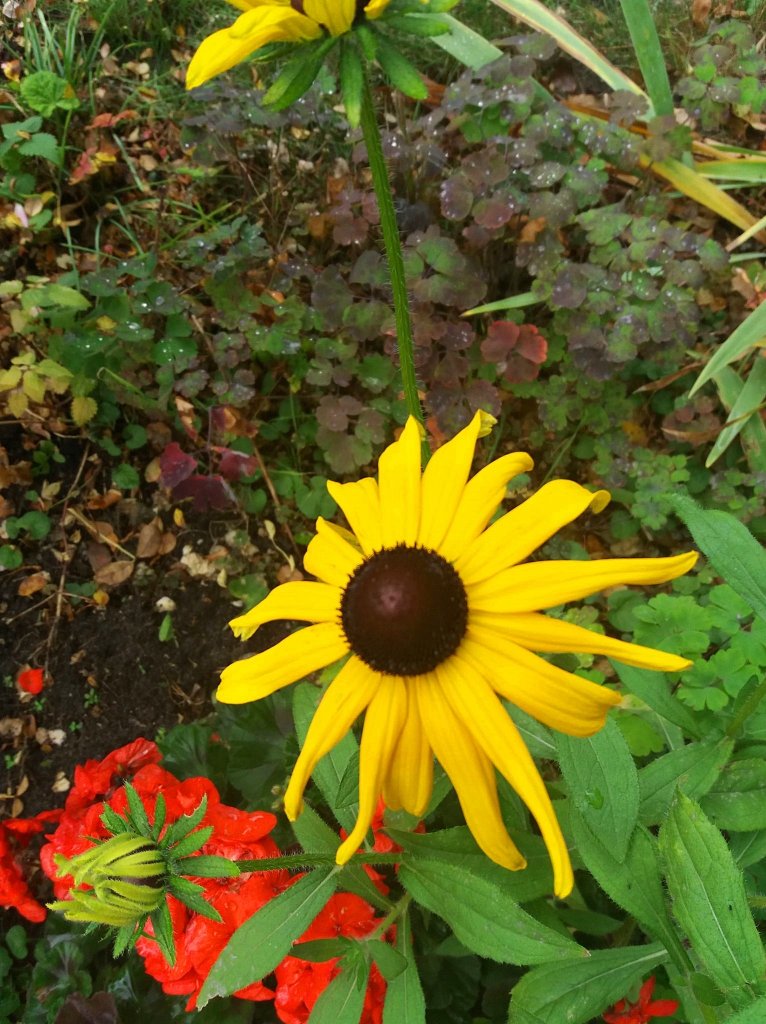 Rudbekia...