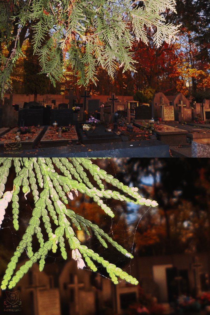 CEMENTERY VIBES