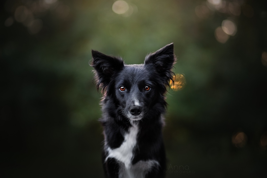 Valkyrie - portret
