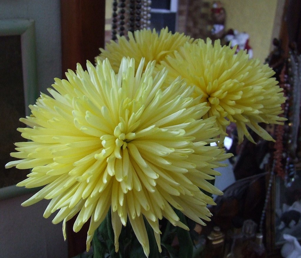 Chryzantemki.