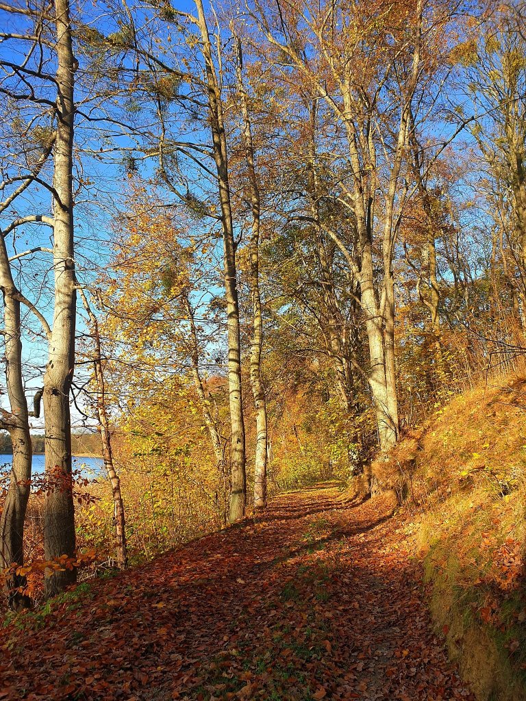 Jesie w zotych kolorach lici!