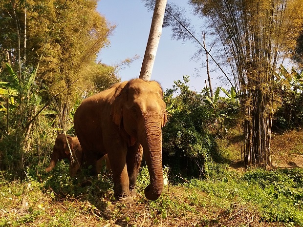 Elephant Nature Park - Tajlandia