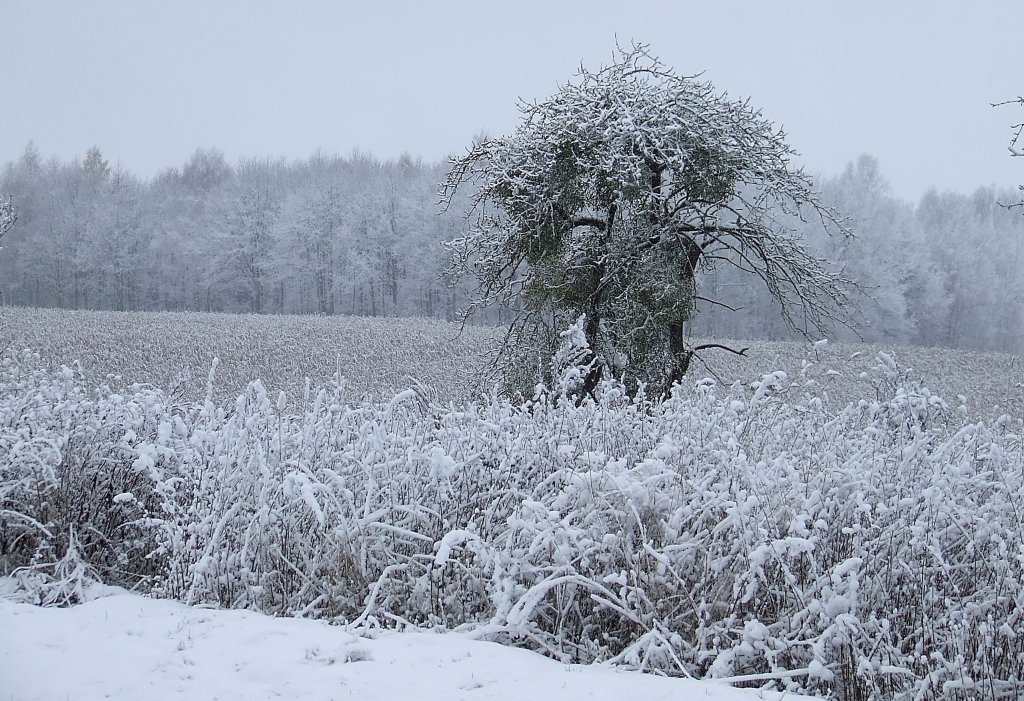 Dzisiejszy ranek.