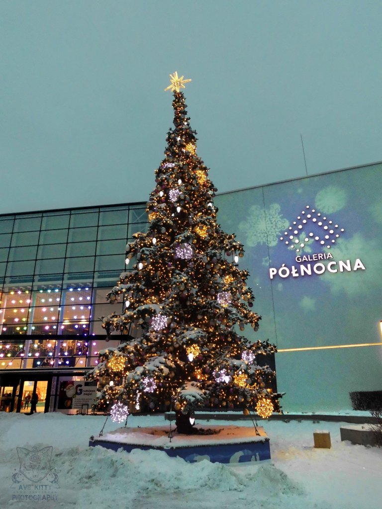 'WITECZNA KRAINA' w Pnocnej