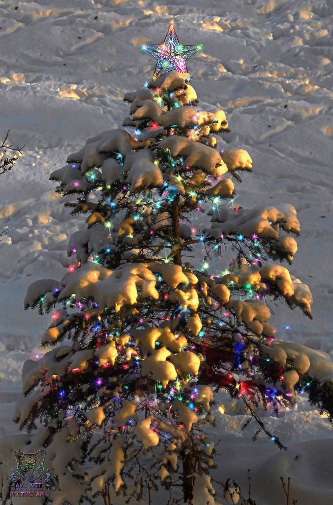 WESOYCH WIT / MERRY CHRISTMAS